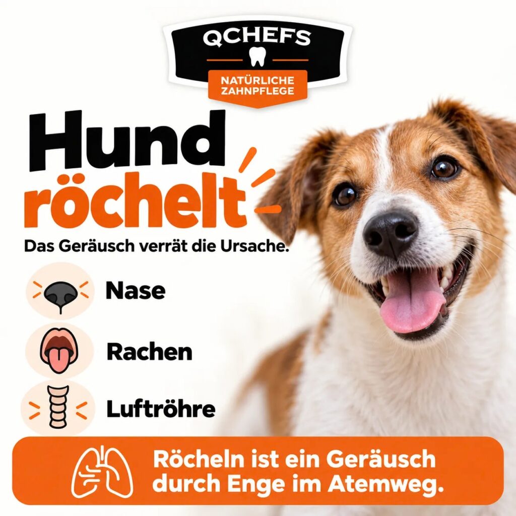 Hund röchelt: mögliche Ursachen in Nase, Rachen und Luftröhre