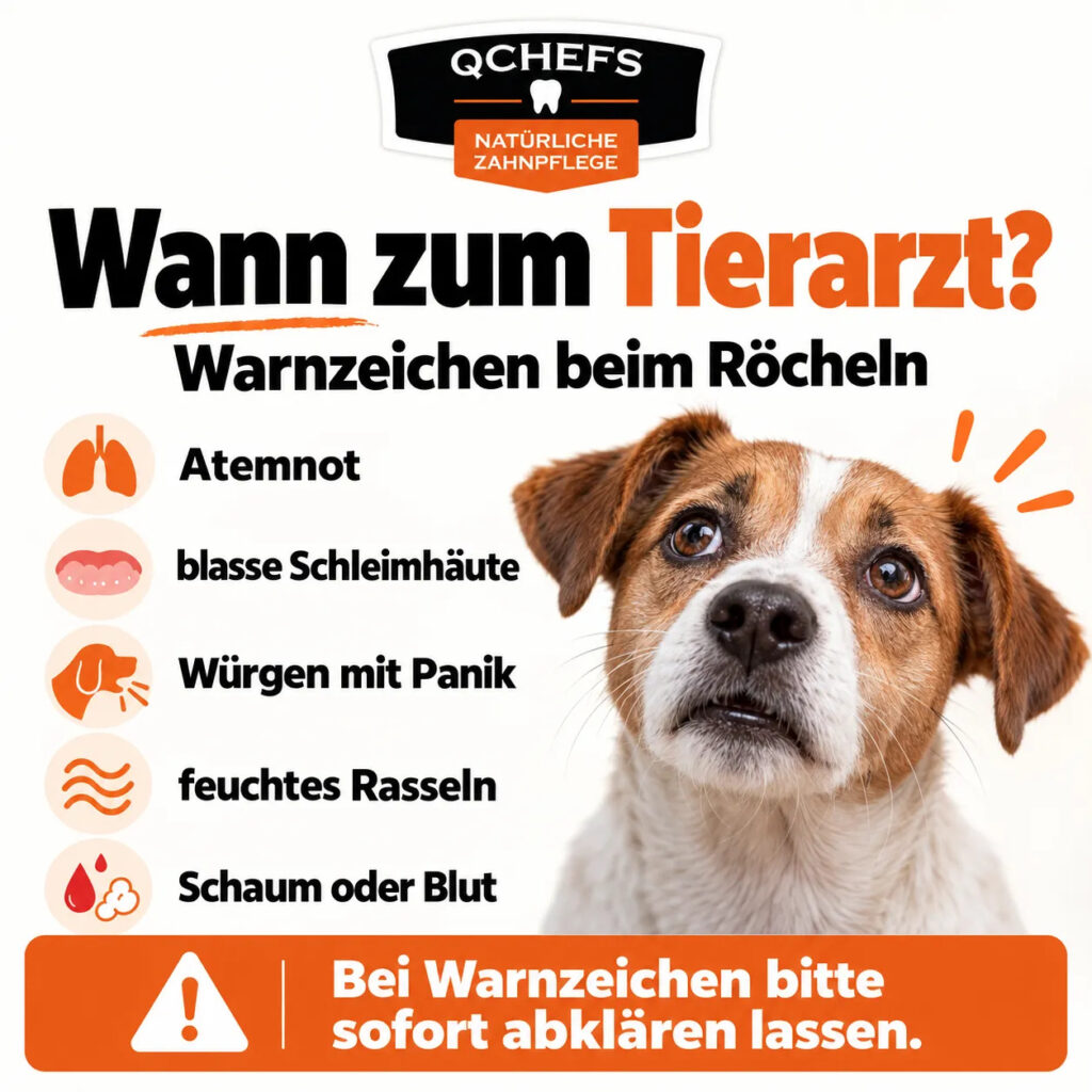 Warnzeichen beim Röcheln des Hundes: Atemnot, blasse Schleimhäute, Würgen, Rasseln, Schaum oder Blut